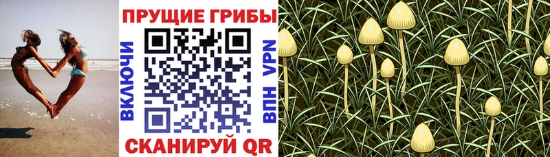 Галлюциногенные грибы Magic Shrooms  Фролово 